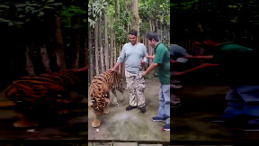 Indian tourist attacked by tiger in Thailand