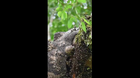The_Honey_Buzzard_is _a_Bee-eating_bird_o f_prey