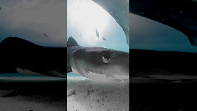 Un video terrificante rivela cosa significa essere afferrati da uno squalo!