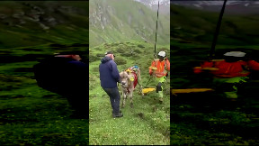 Evacuating Cow by Helicopter in Switzerland