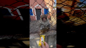 Monkey Trolling