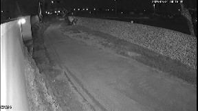 Una coppia di lupi di cui uno ferito avvistata in periferia di Lecce