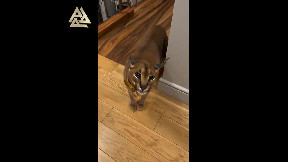 Beautiful Beast