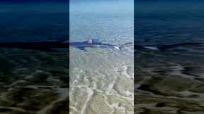 Avvistato un esemplare di squalo verdesca a riva accompagnato da alcuni pesci pilota nel tratto di mare di Torre Faro a Messina