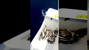 “Quello pescato” a Marina di Pisa era uno squalo mako