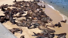 Sea lions take over California beach