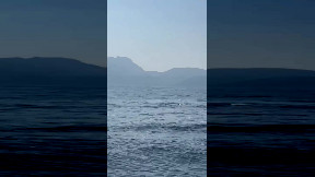 Balenottera comune avvistata nel Golfo di Napoli. Le immagini