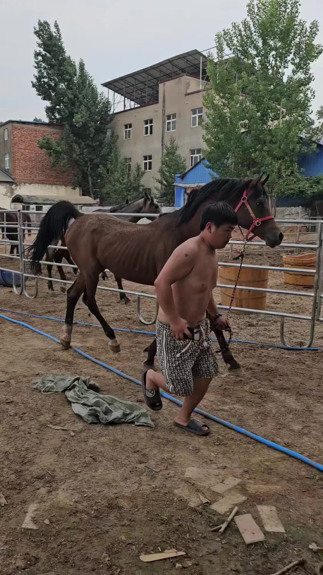 #خيل_وخياله🐎🖤ماشاءالله_ #خيل_وخياله🐎🖤ماشاءالله_اللهم_بارك🧿❤️ #خيل_وخياله🐎🖤 #تشغيل_خيول_السرعه🐴 #خيل_وخياله🐎🖤ماشاءالله_اللهم_بارك♥️