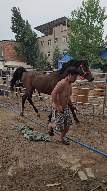 #خيل_وخياله🐎🖤ماشاءالله_ #خيل_وخياله🐎🖤ماشاءالله_اللهم_بارك🧿❤️ #خيل_وخياله🐎🖤 #تشغيل_خيول_السرعه🐴 #خيل_وخياله🐎🖤ماشاءالله_اللهم_بارك♥️