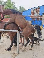 #خيل_وخياله🐎🖤ماشاءالله_اللهم_بارك♥️ #تشغيل_خيول_السرعه🐴 #خيل_وخياله🐎🖤 #خيل_وخياله🐎🖤ماشاءالله_اللهم_بارك🧿❤️ #خيل_وخياله🐎🖤ماشاءالله_
