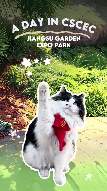 🐱Meow, I’m Meiqiu — a very serious “CSCEC employee.” Today, I'm showing you around my office — #Jiangsu Garden Expo Park in China.✨ It used to be quarries and factories. 🌿Now? Trees, birds, fish, flowers… and me, of course. Humans call it nature renewal. I just call it my everyday view. #BiodiversityDay #WorldBiodiversityDay #Restoration
