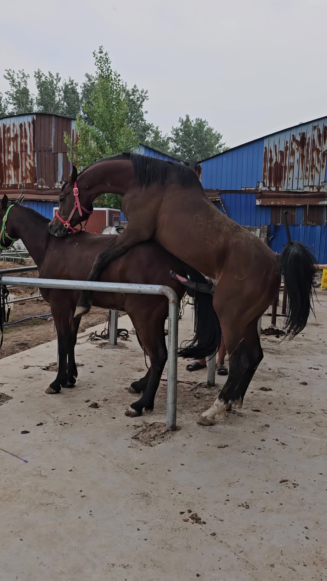#خيل_وخياله🐎🖤ماشاءالله_ #خيل_وخياله🐎🖤ماشاءالله_اللهم_بارك🧿❤️ #خيل_وخياله🐎🖤 #تشغيل_خيول_السرعه🐴 #خيل_وخياله🐎🖤ماشاءالله_اللهم_بارك♥️