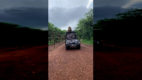 Lions use a free transportation.