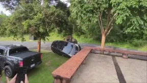 Elephant in Thailand flips car