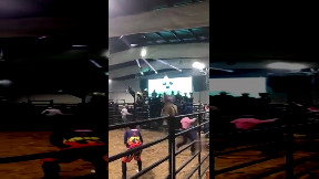 Bull Won!