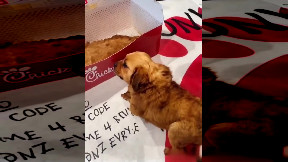 What a strange chicken wing