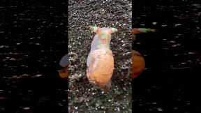 Weird Snail