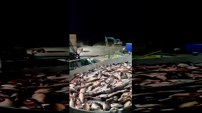 Fish Inspection