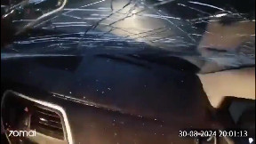 Moose hit by a car