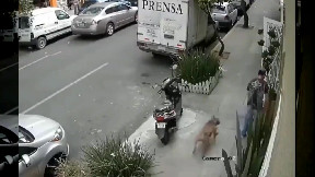 When a dog is out of control...