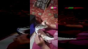 Interesting pet