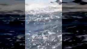 Australia: il video del momento in cui una balena da 30 tonnellate lancia in aria una guida subacquea