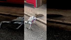 Robo Friend