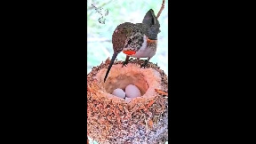 Humming birds