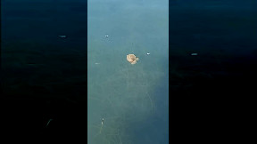 Lumaca di mare Melibe viridis, nuova specie aliena avvistata e filmata nel mar Adriatico