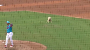 Dog Poops on Field