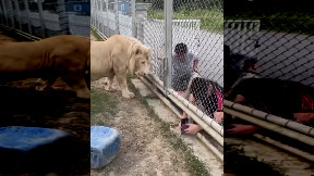 Lion has more education
