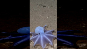 Rare octopus filmed off the coast of Chile.