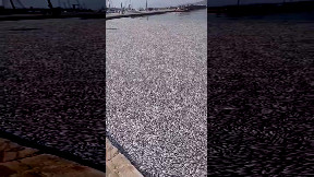 Dead fish flood Greece port city Volos