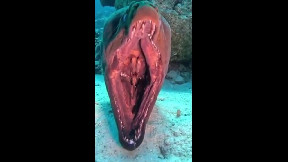 A moray eel's mouth