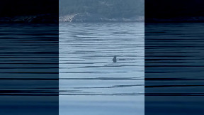 Non ci sono squali nell'Adriatico? Ecco il video della pinna di uno squalo davanti alla costa croata