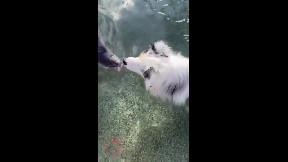 Dolphin and Dog