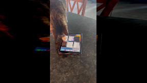 Modern Cat