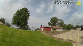 Pleasant Hill release bodycam of an officer shooting a water buffalo with a shotgun