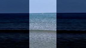 Uno squalo visto a pochi metri dalla spiaggia, paura tra i bagnanti