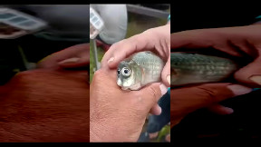 Weird Fish