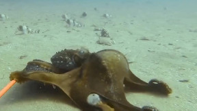 Octopus bullies a shark