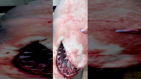 Grecia, un grande squalo bianco è rimasto impigliato nella rete di un pescatore a Porto Lafia