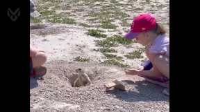 Leave your hand still, he’ll come