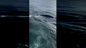 Seal jumps on boat to get away from killer whales