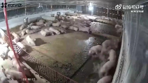Let sleeping pigs lie