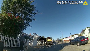 Body cam video released in Seaside police 'excessive force' investigation