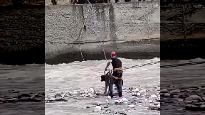 Dog Rescued From Raging River