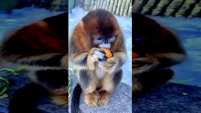 Snub-nosed monkey eats an orange
