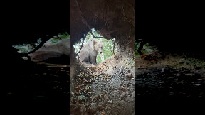 Bear comes face to face with man in den
