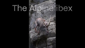 The Alpine ibex